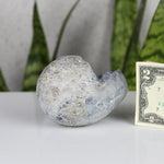 crystals healing Blue Celestite Cluster "Egg" Crystalz.com